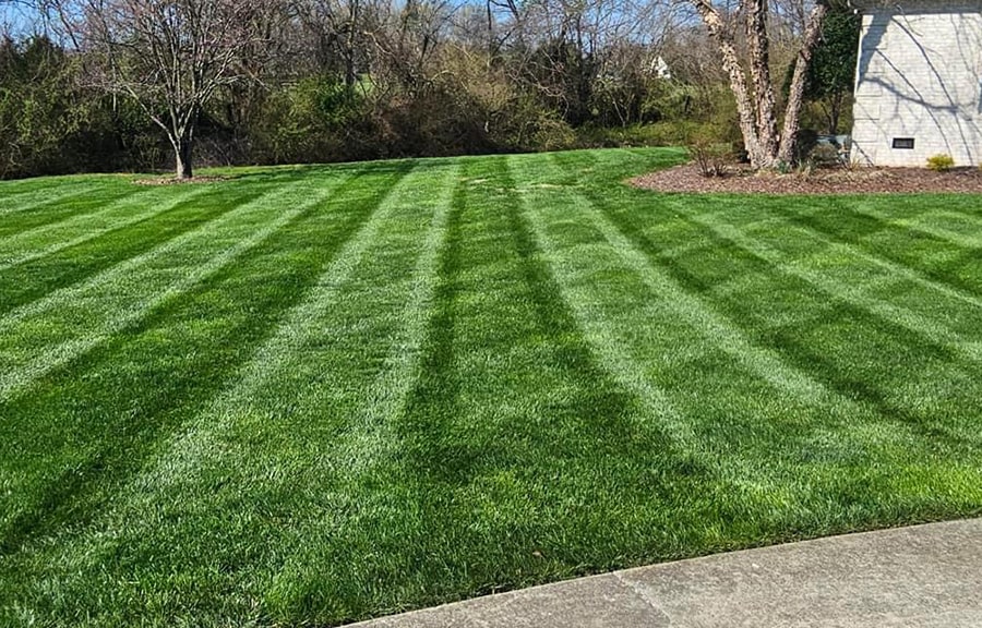 A vibrant lawn displaying meticulous stripe patterns, indicative of expert lawn care and precision mowing techniques.